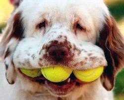 dog with a mouth full of balls